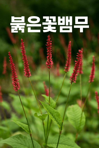 선형이 아름다운 붉은꽃뱀무