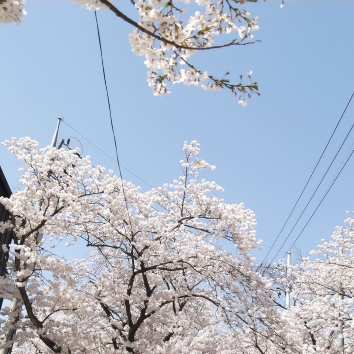 동학사 벚꽃 축제 일정