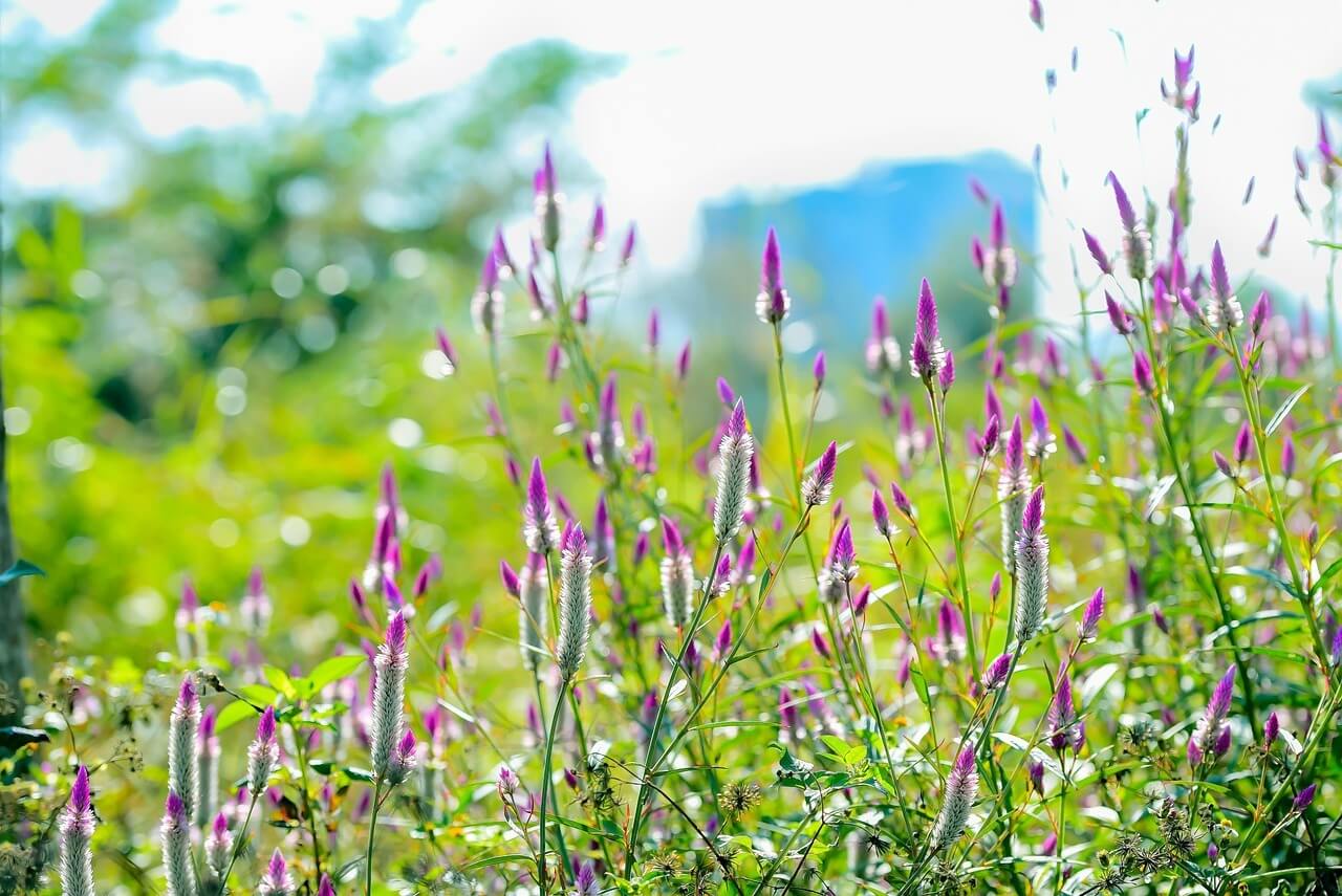 신안 섬 맨드라미 축제 일정
