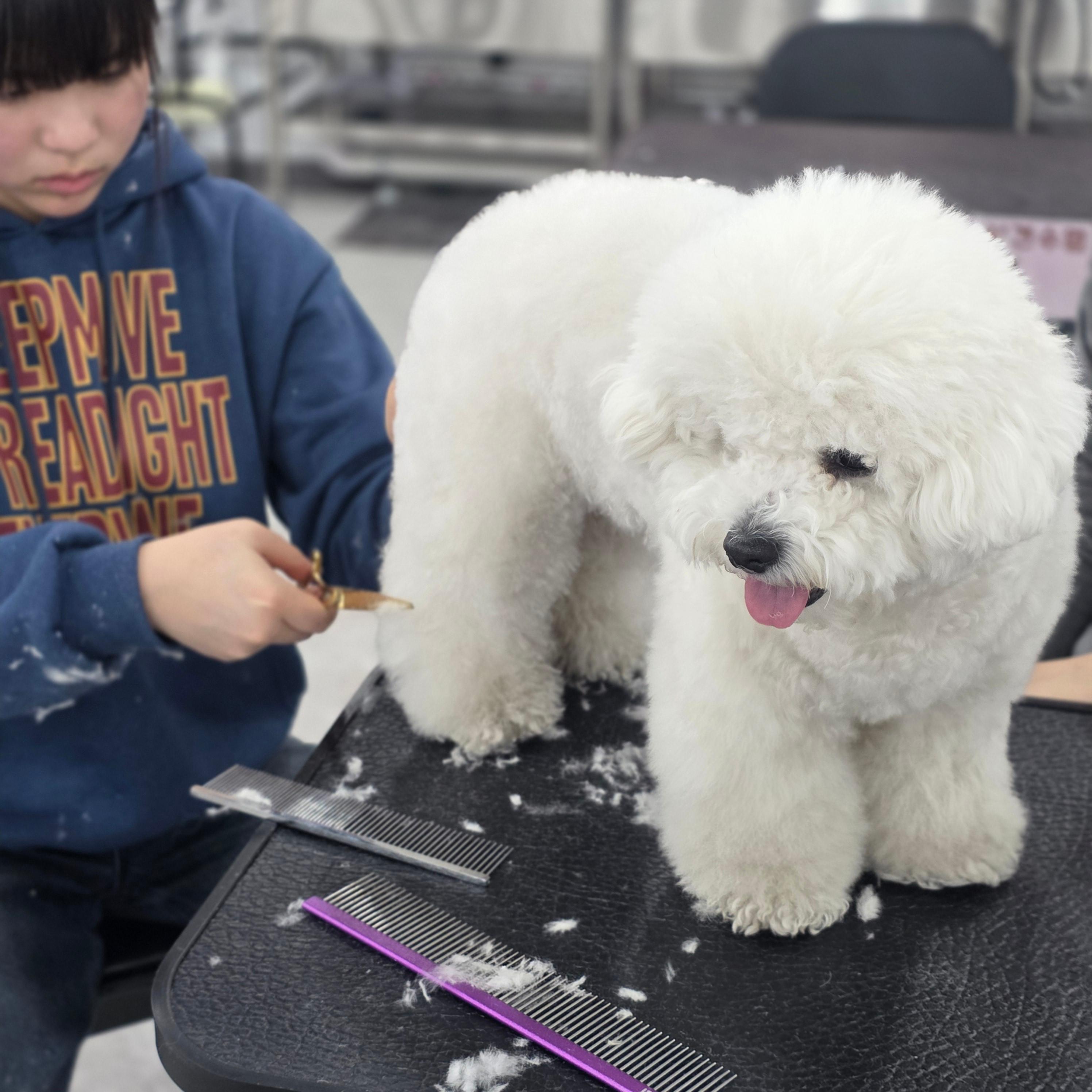 광명애견미용학원