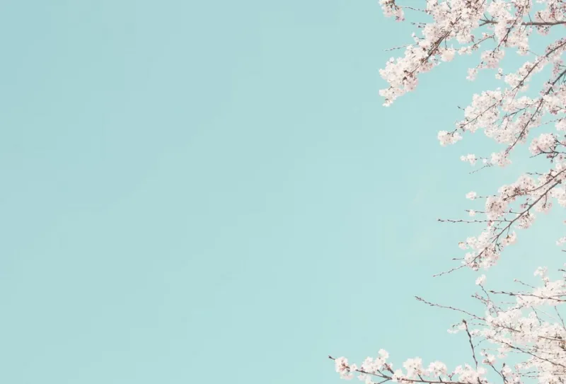 2024년 벚꽃 개화시기