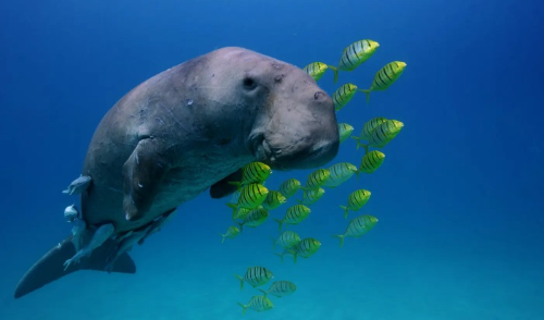 필리핀정보 필리핀여행정보 필리핀비자 필리핀백신