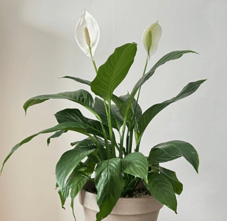 미세먼지정화식물-실내공기정화-서울미세먼지농도