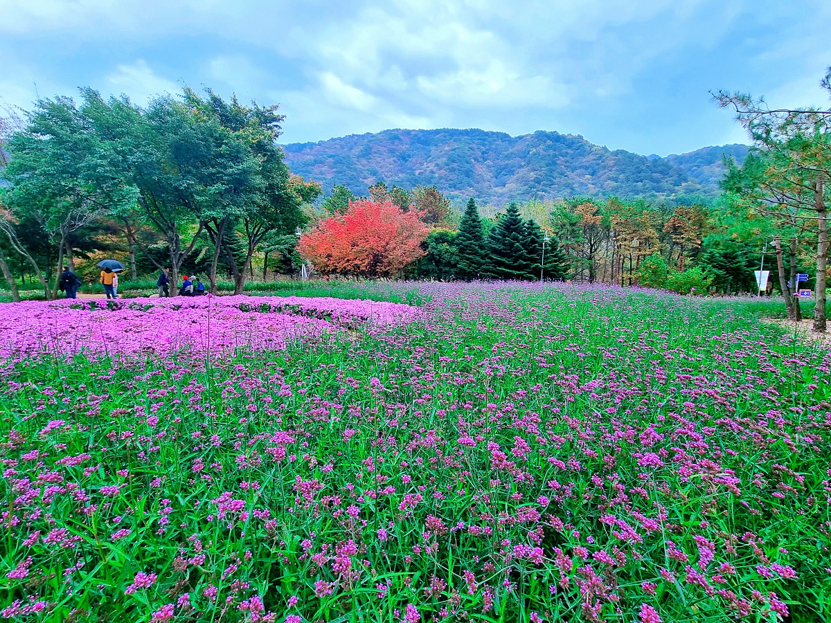 다시 찾아간 2024 인제 가을꽃축제: 국화, 야생화, 수변산책로, 숲 속 꽃길의 매력