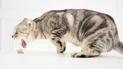 고양이 사료를 뱉는 고양이.