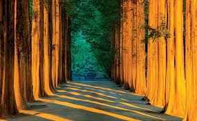 남이섬 단풍 절정시기