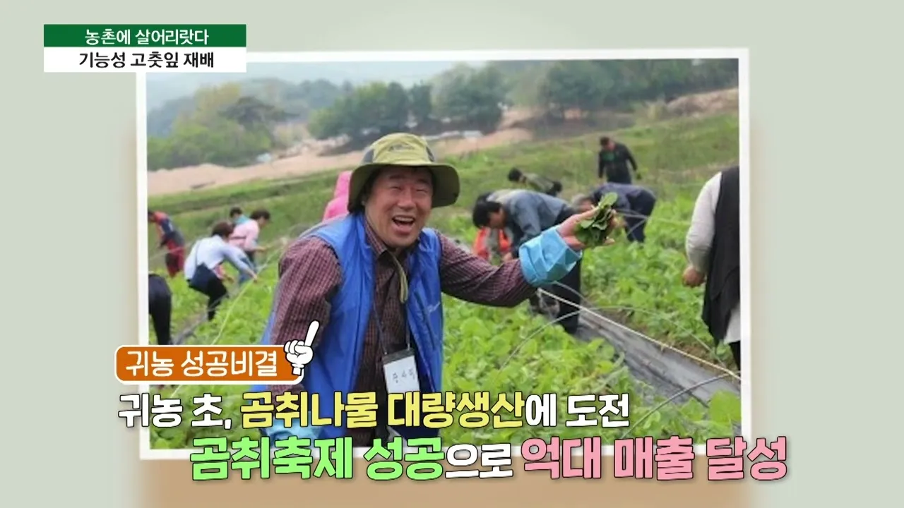 고춧잎 재배 잎 수확용 가지 치기 친환경 시비_4