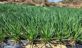 쪽파 재배 분구 관리 유기 자재 활용 친환경 방제_8