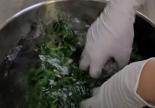 시금치 흙먼지 나온 모습