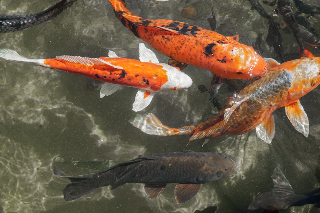 Fishiness