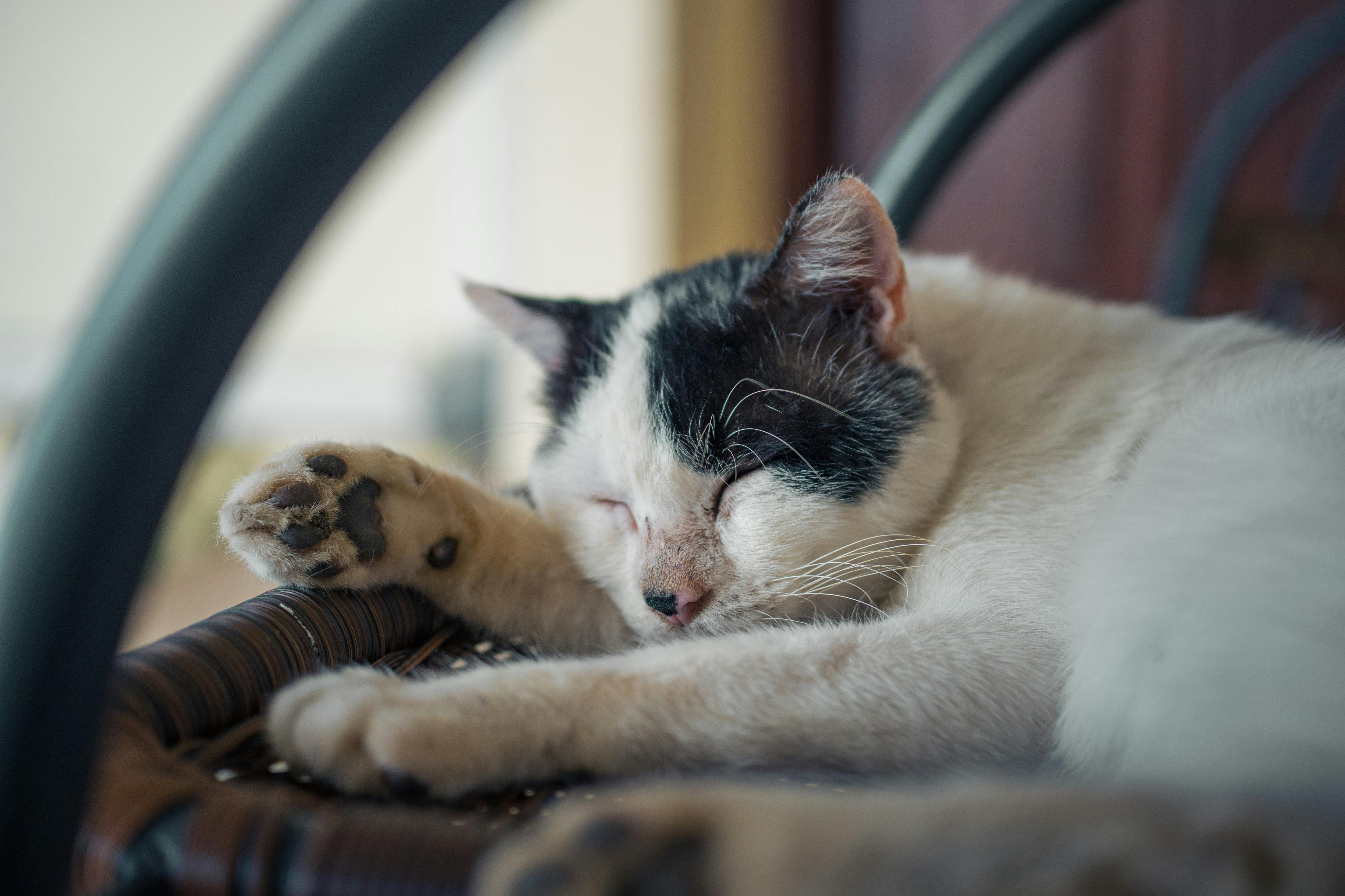반려 동물 장례식의 모든 것(허가,비용,절차,주의사항)