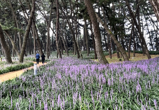 장항 맥문동 축제
