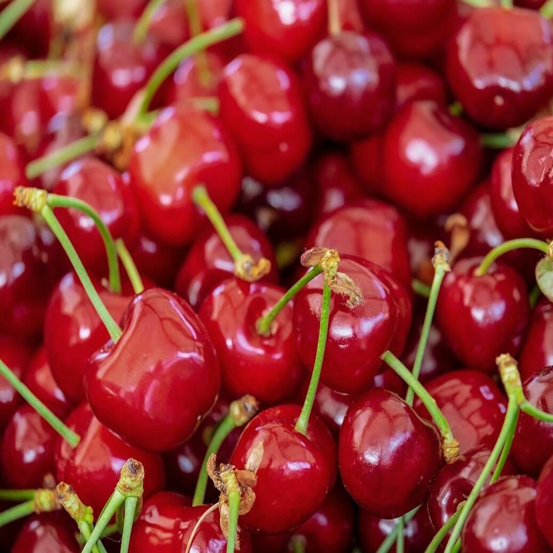 체리나무 품종별 20가지