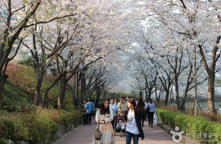 석촌호수벚꽃축제-이미지