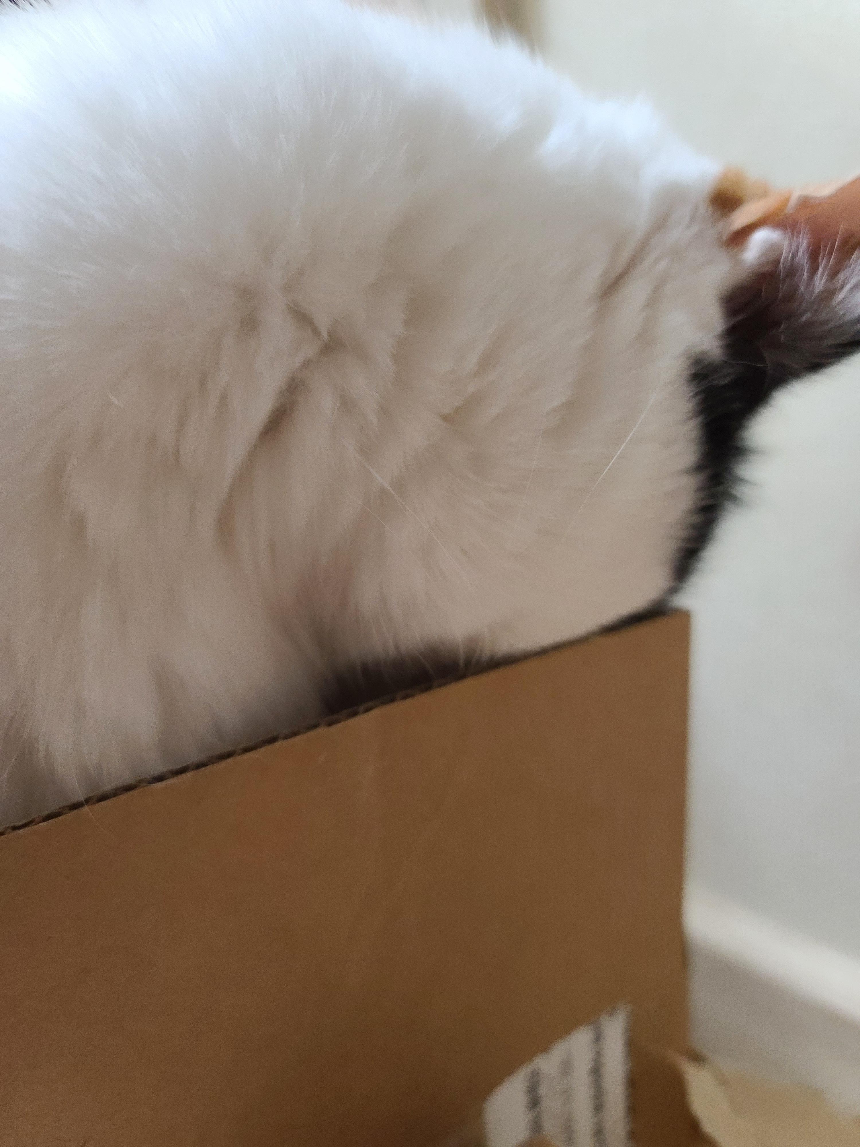 작은 박스에 꾸깃꾸깃 말아넣은 삼색이 고양이 요미. 참으로 유연한 그동물 고양이.