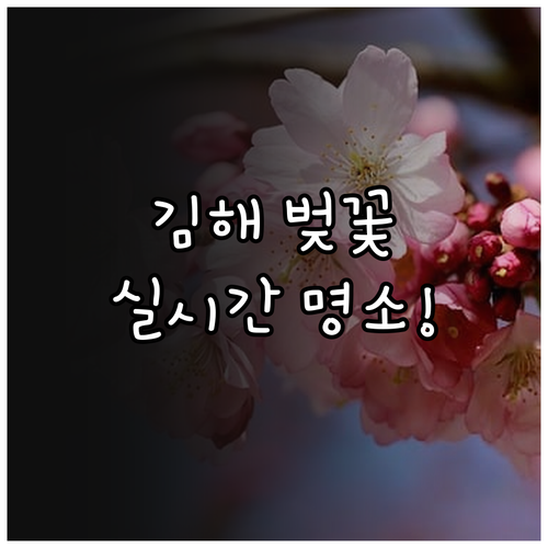 2026 김해 벚꽃 실시간 추천 스팟..