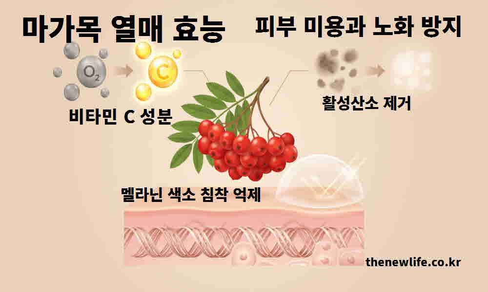 마가목열매 효능 피부 미용 노화 방지