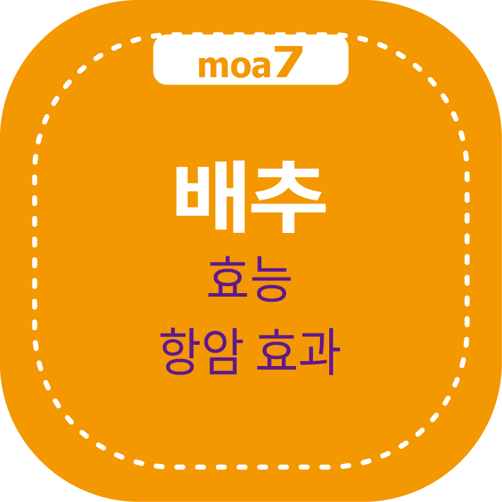 배추 효능과 항암 효과