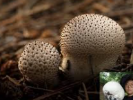 버섯이 체취를 줄여준다 - 과학으로 살펴본 여름철 냄새 관리 전략