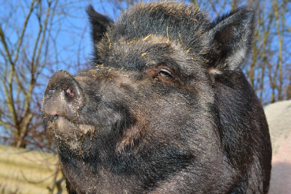 2025년 7월 돼지띠(생년별) 운세