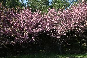 제주겹벚꽃 #제주여행 #제주봄꽃명소 #제주도겹벚꽃 #제주사진맛집 #4월제주여행 #겹벚꽃명소 #제주시겹벚꽃 #서귀포겹벚꽃 #제주봄여행추천