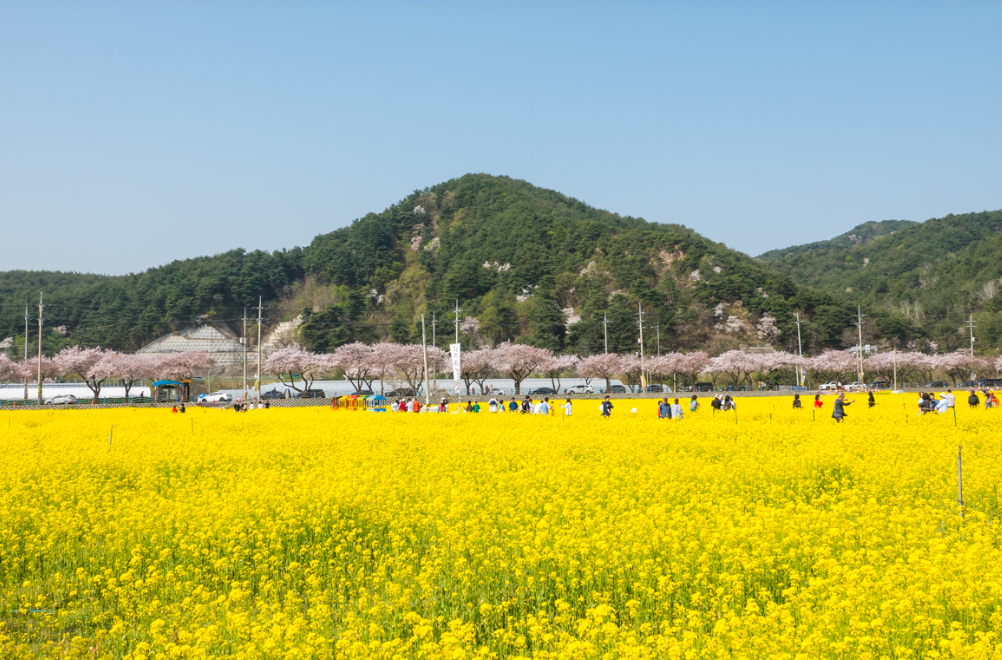 삼척 맹방유채꽃단지