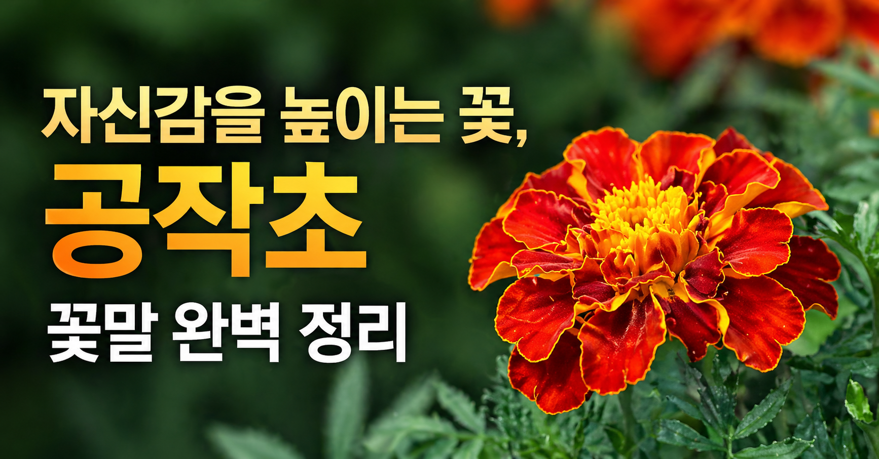 공작초 꽃말