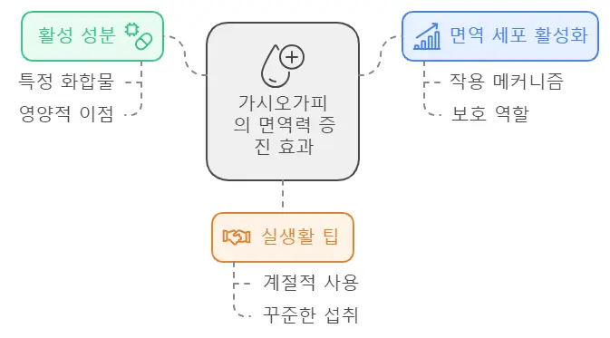 가시오가피 면역력 증진 효능