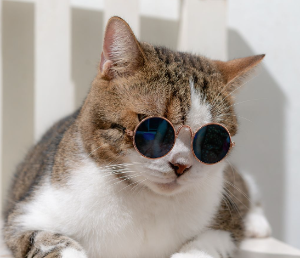 고양이