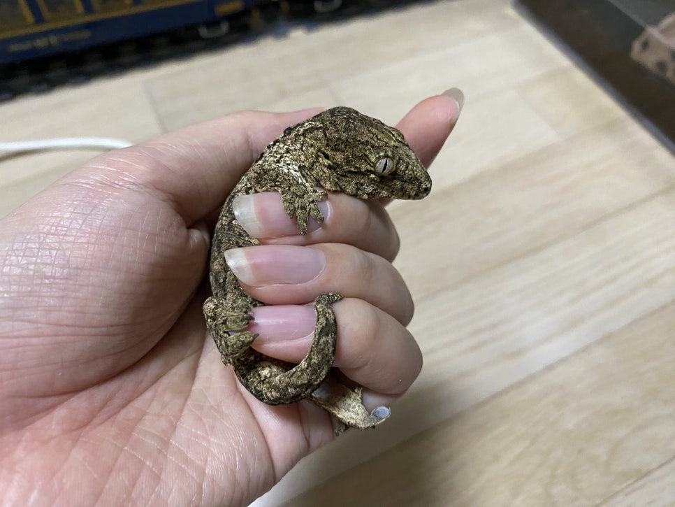 저난이도 사육 도마뱀의 대표주자 : 리크 게코의 모든 것!