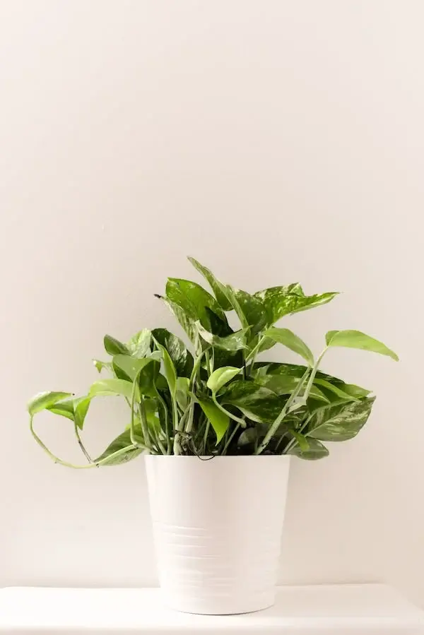 건조한 겨울 겨울 불청객 피부건증