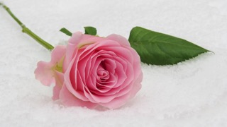 곡성세계장미축제