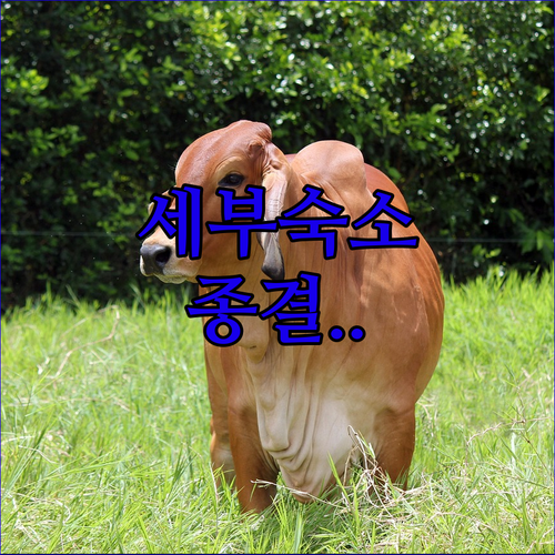 세부 여행 숙소 추천 시티 맛집 근처..