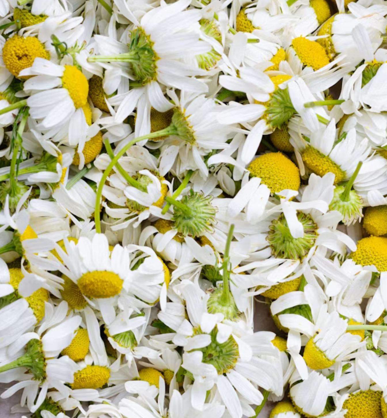 카페인 없는 차