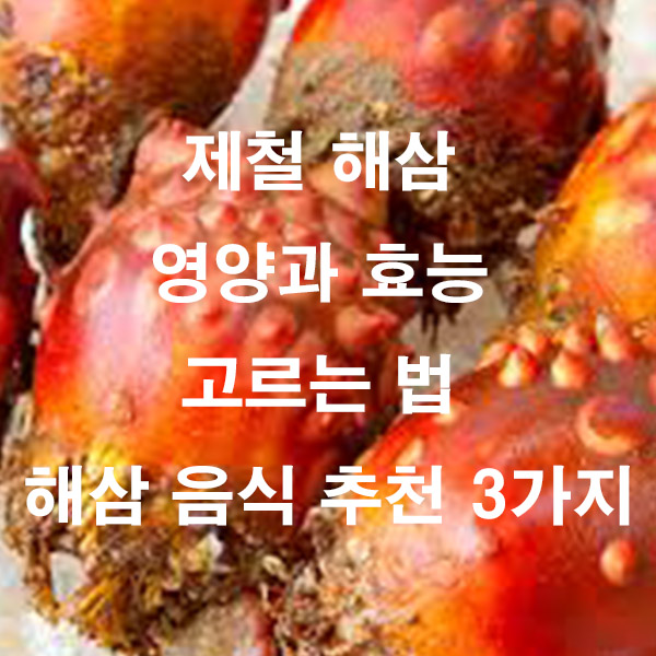 제철 해삼 영양과 효능 고르는 법 해삼 음식 추천 3가지