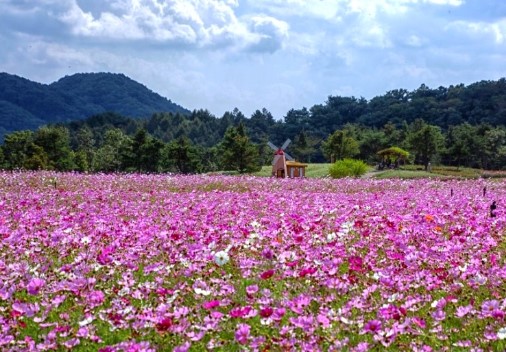 고석정꽃밭-코스모스
