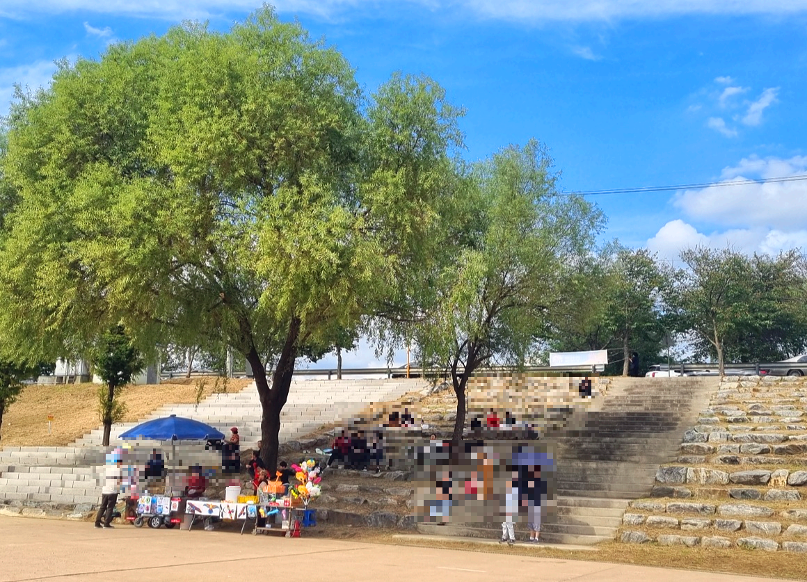 서울 근교 가을꽃 만발한&amp;#44; 경기도 고양시 강매석교공원 창릉천 코스모스축제