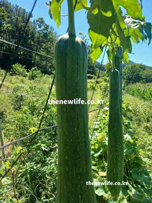 수세미 효능 장 건강