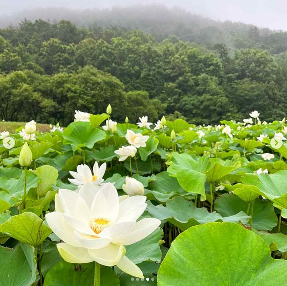 강진 수국축제
