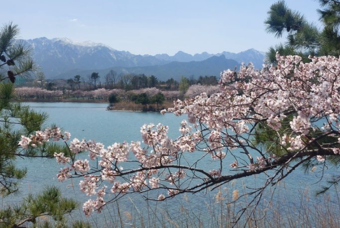 벚꽃 명소 추천