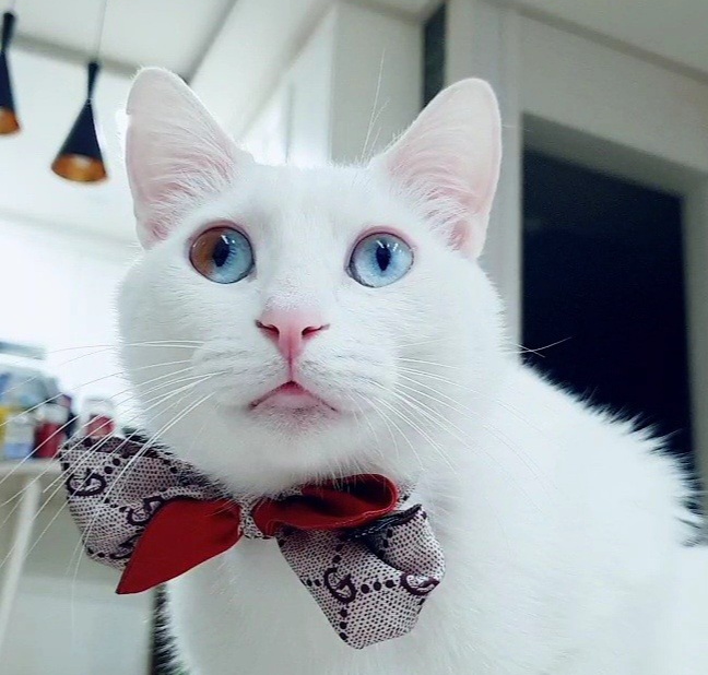 앉아있는-고양이