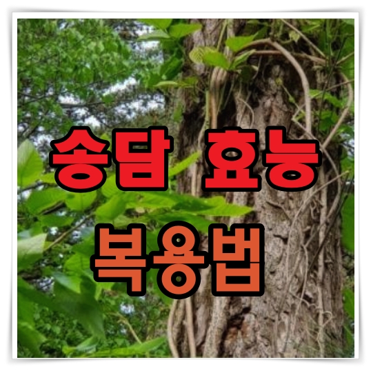 송담 효능 복용법