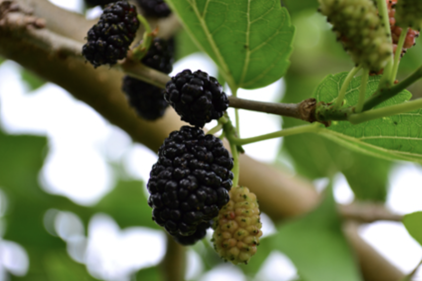 오디 섭취 시 주의사항