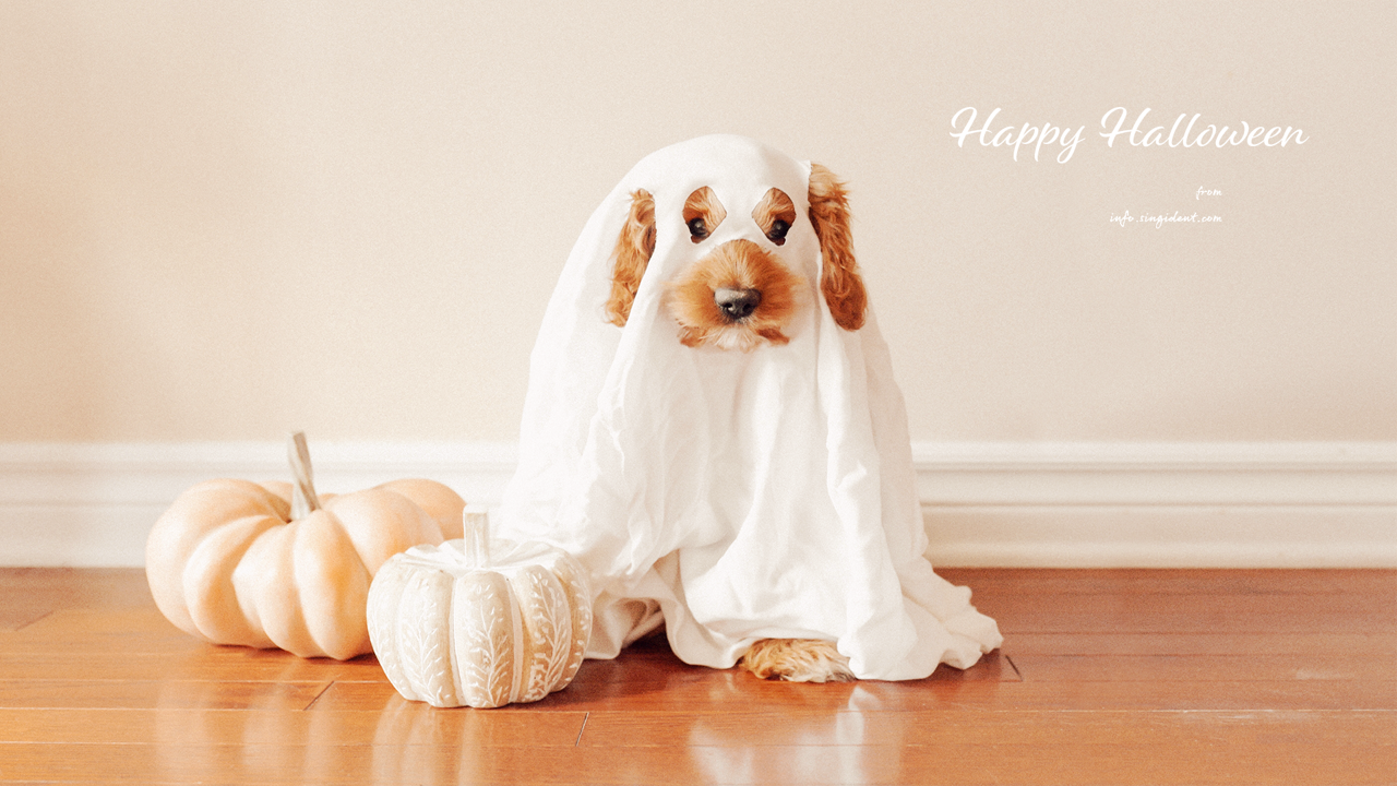 05 할로윈 강아지 C - Happy Halloween 귀여운배경화면