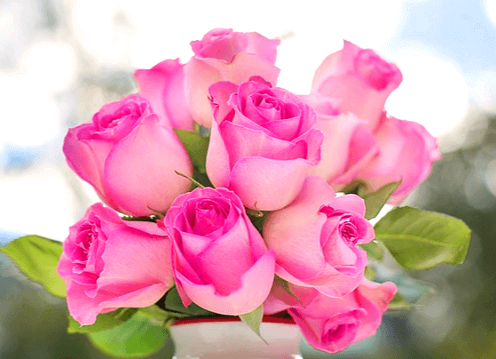 여러개의 분홍 장미들이 하얀 병에 꽂혀있다.