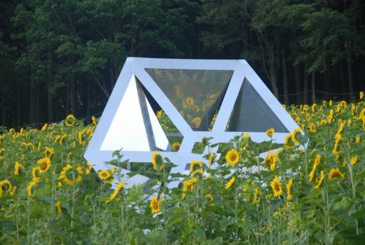 태백 해바라기축제