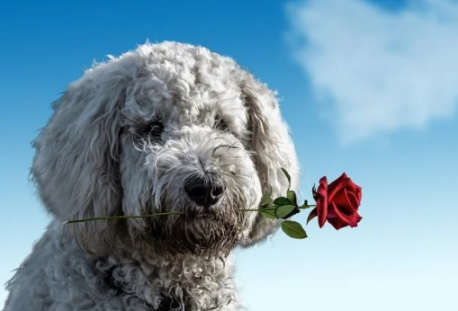 유의사항-희망회복자금