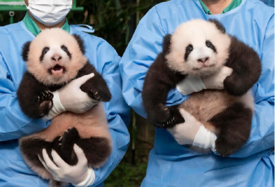 루이바오와 후이바오