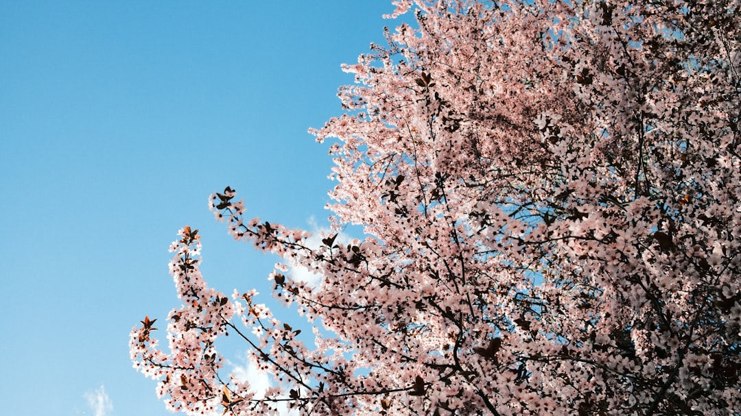 Cherry blossom.