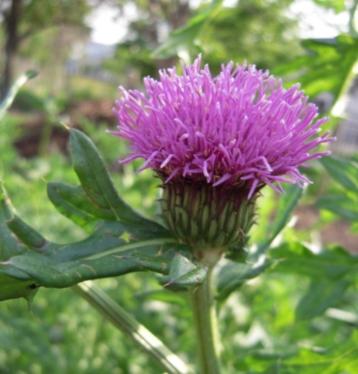 활짝-핀-엉겅퀴